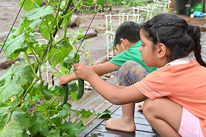 季節の野菜を育てる